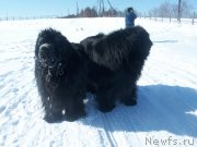 Превью фото № 120547