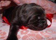 Превью фото № 120646