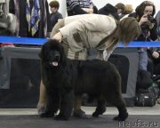 Превью фото № 120796