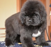 Превью фото № 120804