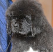 Превью фото № 120808