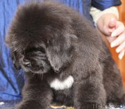 Превью фото № 120810