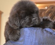 Превью фото № 120811