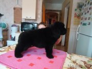 Превью фото № 120882