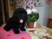 Превью фото № 120883