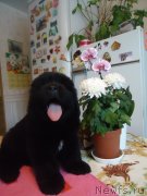 Превью фото № 120884