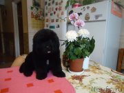 Превью фото № 120885