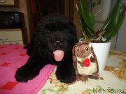 Превью фото № 120886