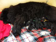 Превью фото № 120897