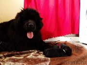 Превью фото № 120898