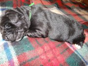 Превью фото № 120910