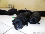 Превью фото № 120921