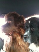 Превью фото № 120977