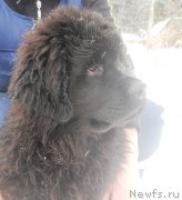 Превью фото № 120993