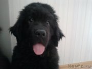 Превью фото № 120995