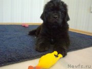 Превью фото № 120996