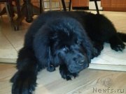 Превью фото № 121018