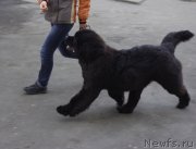 Превью фото № 121163