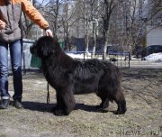 Превью фото № 121167