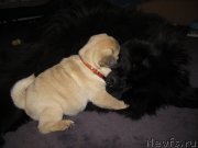 Превью фото № 121168