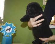 Превью фото № 121181