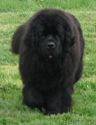 Превью фото № 121213