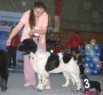 Превью фото № 12126