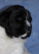 Превью фото № 121285