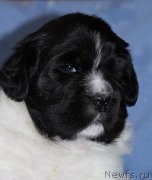 Превью фото № 121286