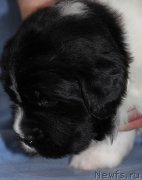 Превью фото № 121290