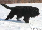 Превью фото № 121330