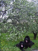 Превью фото № 121389