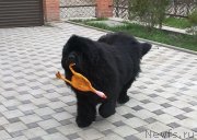 Превью фото № 121393