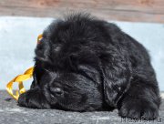 Превью фото № 121405