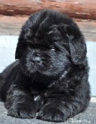 Превью фото № 121406