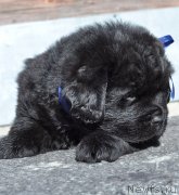 Превью фото № 121407