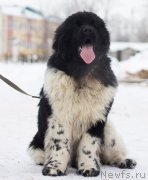 Превью фото № 121411