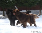 Превью фото № 121430