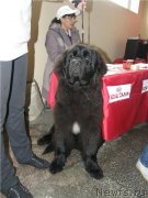 Превью фото № 121433