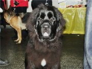 Превью фото № 121434