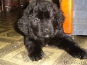 Превью фото № 121437