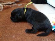 Превью фото № 121444