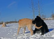 Превью фото № 121459