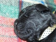 Превью фото № 121467