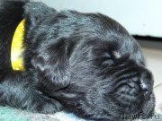 Превью фото № 121471