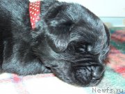 Превью фото № 121473