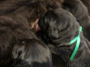 Превью фото № 121492