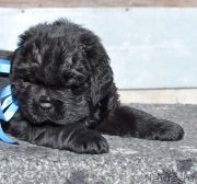 Превью фото № 121497