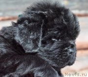 Превью фото № 121519