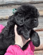 Превью фото № 121521